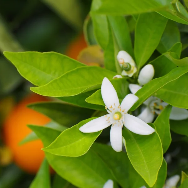 Neroli fragranza per profumatore ambiente Fmae Your Time
